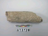 藏品(石杵)的圖片